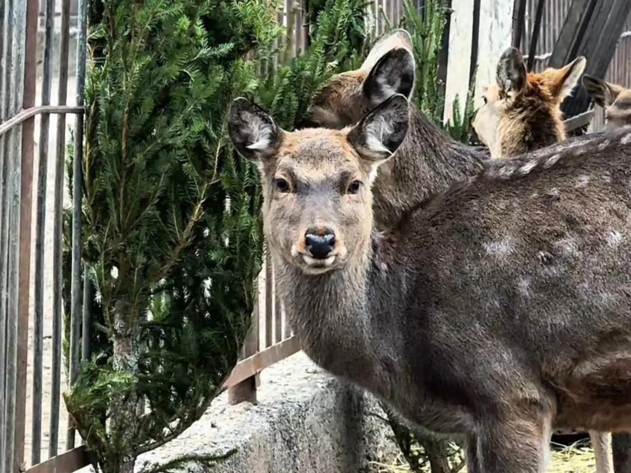 Фото: Алматинский зоопарк
