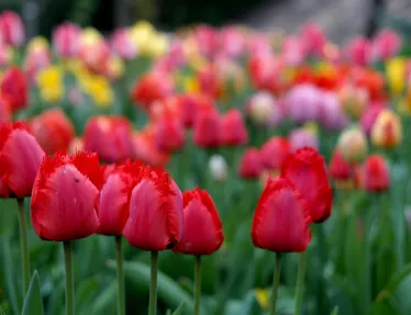 Roman Biernacki/Pexels