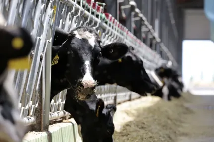 Руслан Пряников