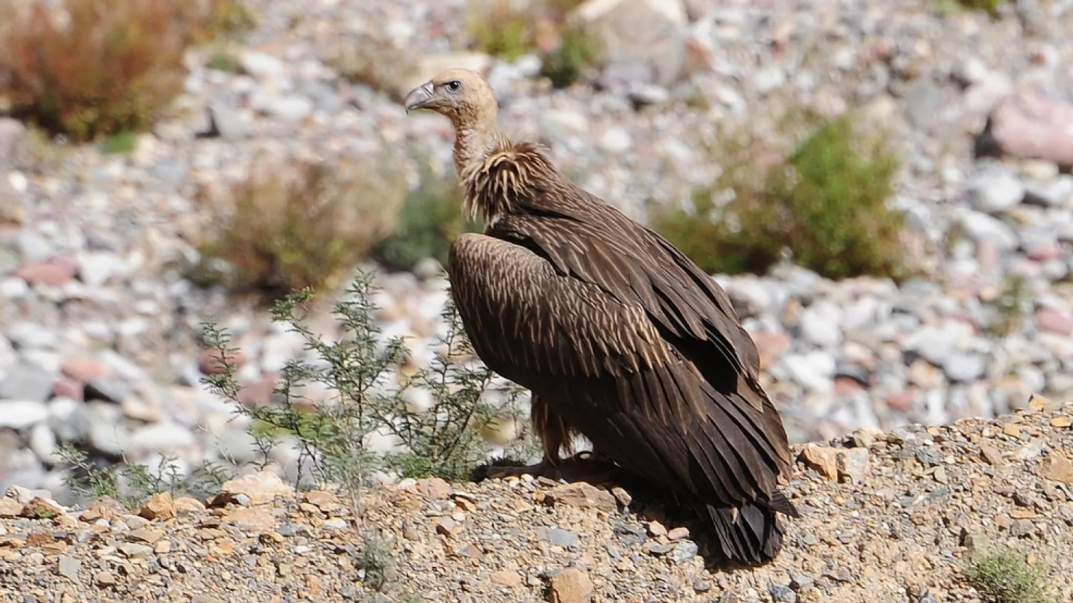 Himalayan vulture | thainationalparks.com