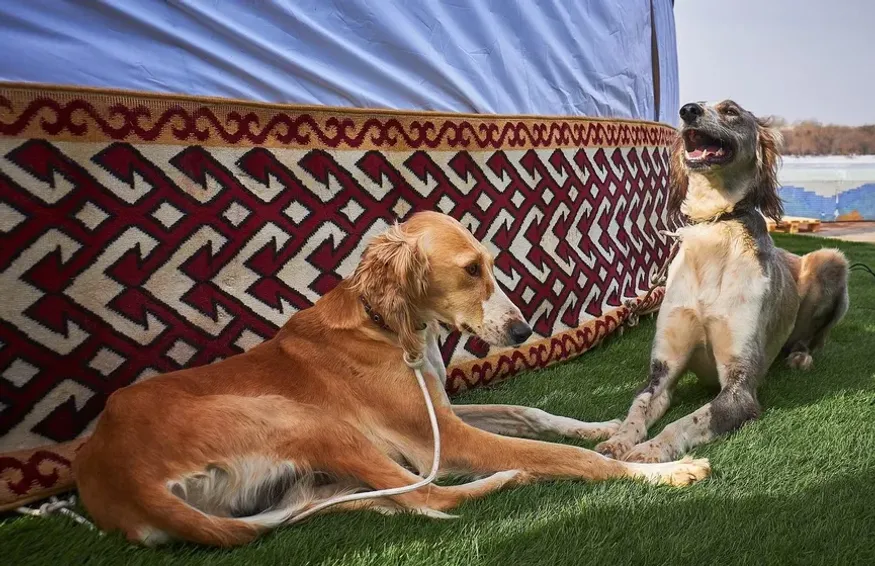 uck.kz, Қазақстан Кинологтар Одағы