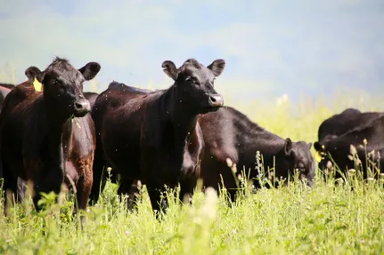 Руслан Пряников