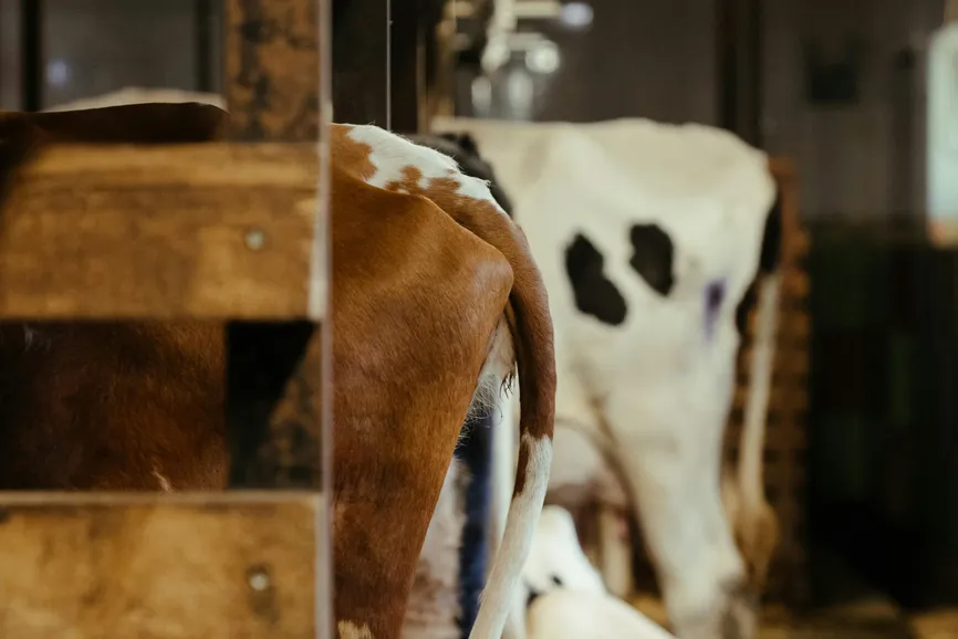 Cottonbro studio/Pexels