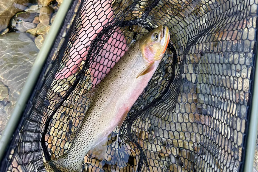 Austin Cooper/Pexels