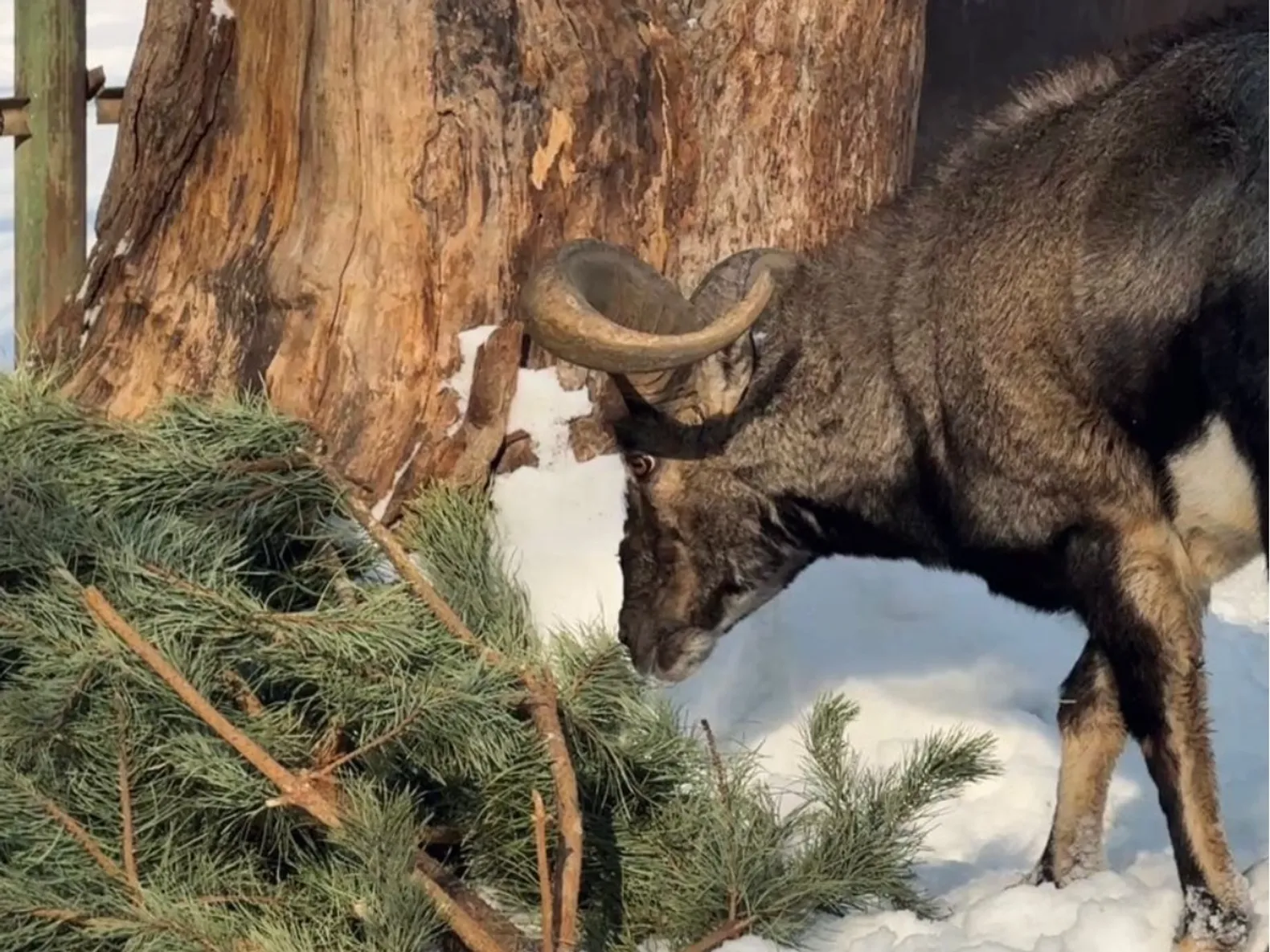 Фото: Алматинский зоопарк