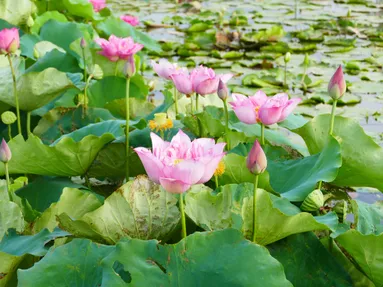 Sen Vo Uu (Vo Uu lotus) / pexels