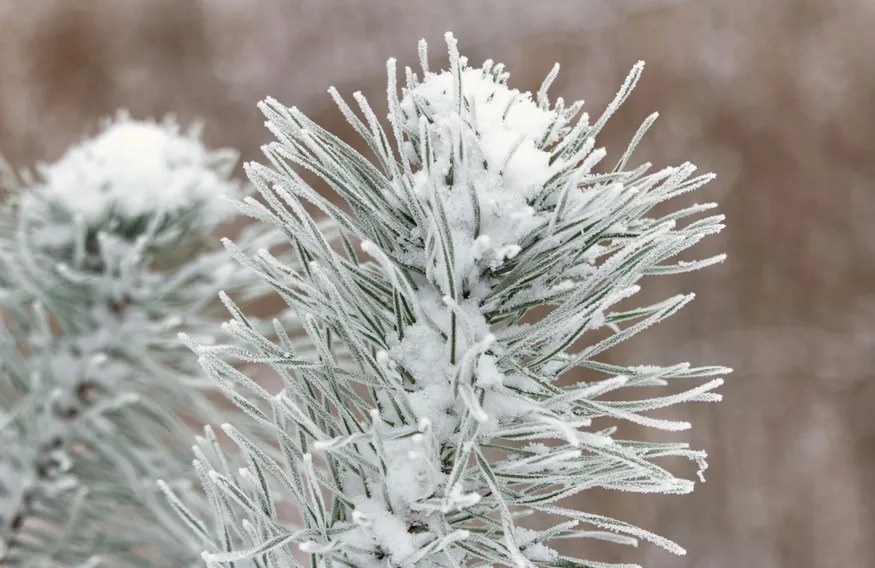 Pexels / Kristine Bruzite