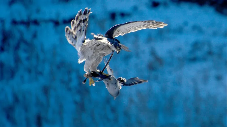 Qazaqstan Monitor: Sonar-2021 Tournament Gathers Eagle Hunters in the Almaty region