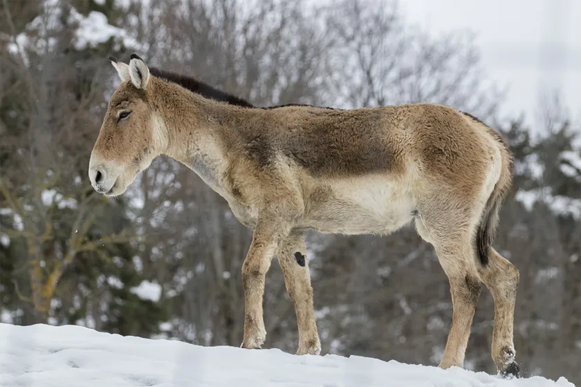 Parc Animalier d'Auvergne