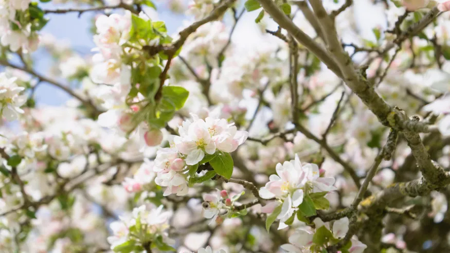 Johannes Rampp / pexels