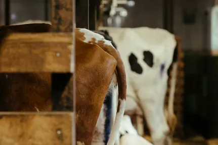 Cottonbro studio/Pexels