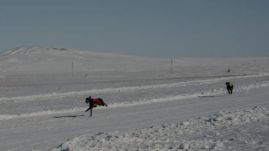 Qazaqstan Monitor: Қарағанды облысында ең жүйрік тазыны анықтады