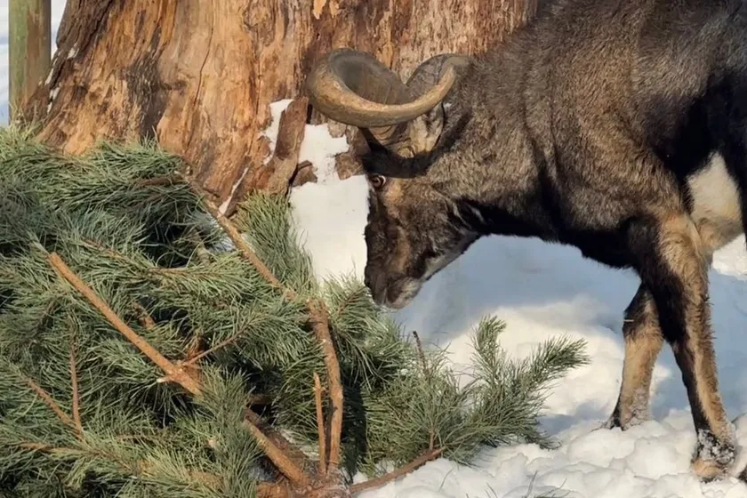 Алматы әкімдігі