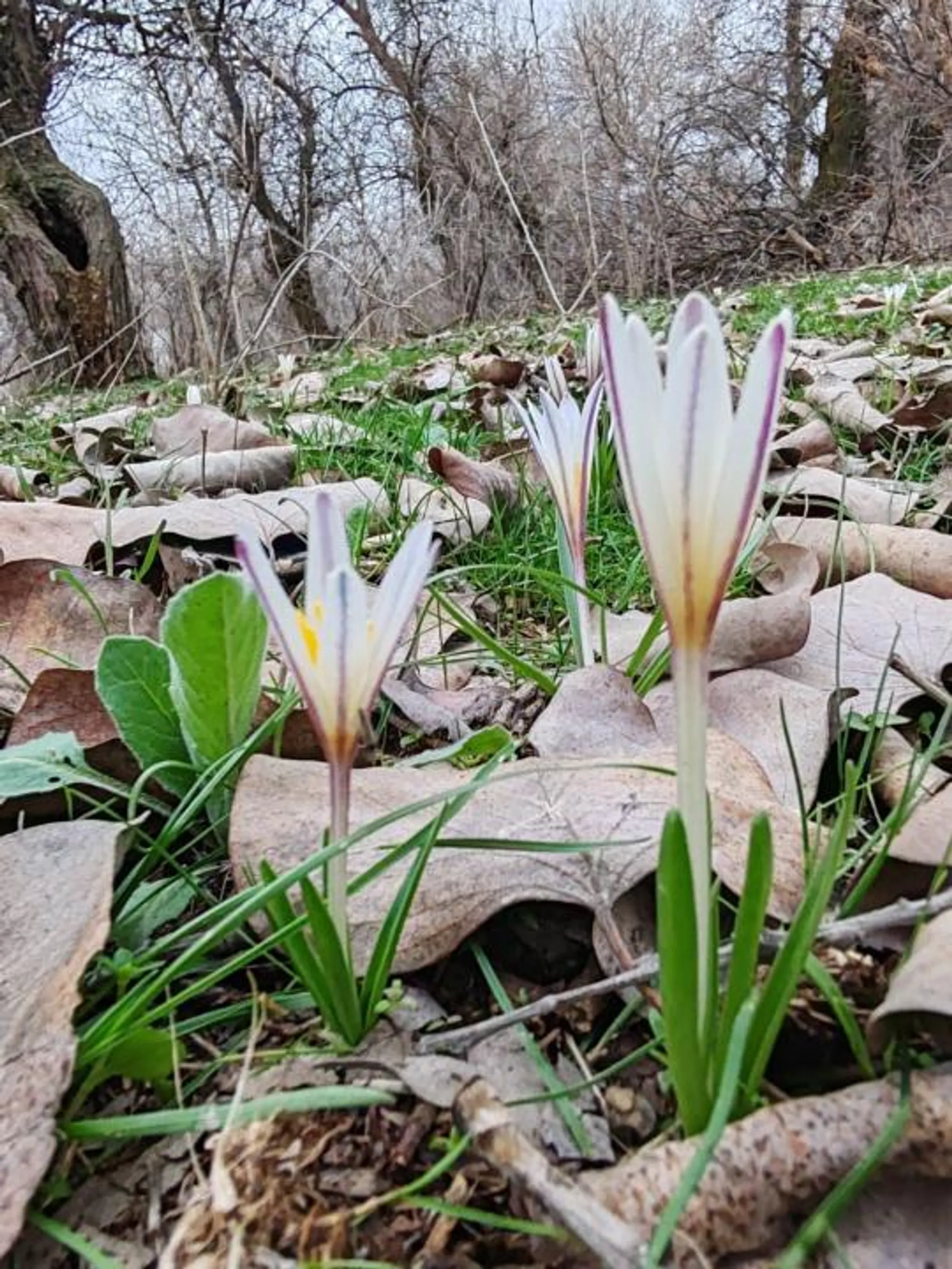 Гани Назарбек