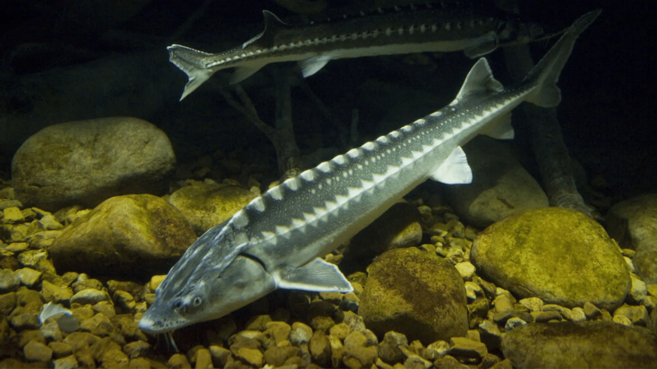 The sturgeon. Photo Credit: Tehran Times